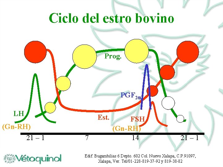 Ciclo del estro bovino Prog. PGF 2 LH (Gn-RH) 21 – 1 Est. 7