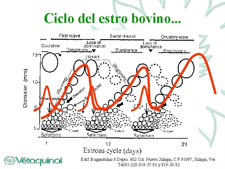 Ciclo del estro bovino. . . Edif. Bugambilias 6 Depto. 602 Col. Nuevo Xalapa,
