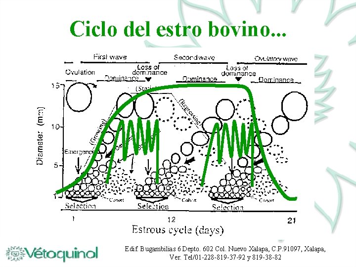 Ciclo del estro bovino. . . Edif. Bugambilias 6 Depto. 602 Col. Nuevo Xalapa,