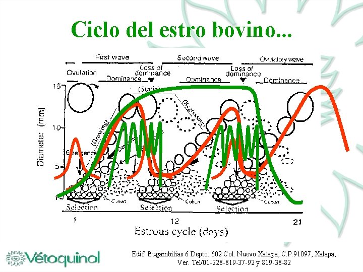 Ciclo del estro bovino. . . Edif. Bugambilias 6 Depto. 602 Col. Nuevo Xalapa,