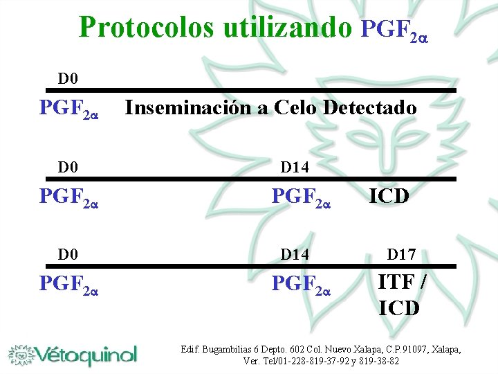 Protocolos utilizando PGF 2 D 0 PGF 2 Inseminación a Celo Detectado D 14