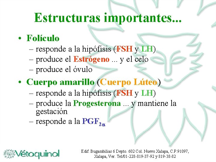 Estructuras importantes. . . • Folículo – responde a la hipófisis (FSH y LH)