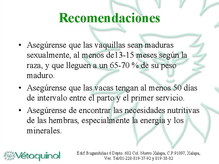 Recomendaciones • Asegúrense que las vaquillas sean maduras sexualmente, al menos de 13 -15