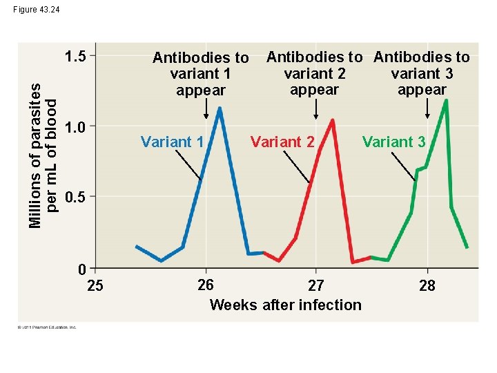 Figure 43. 24 Millions of parasites per m. L of blood 1. 5 Antibodies