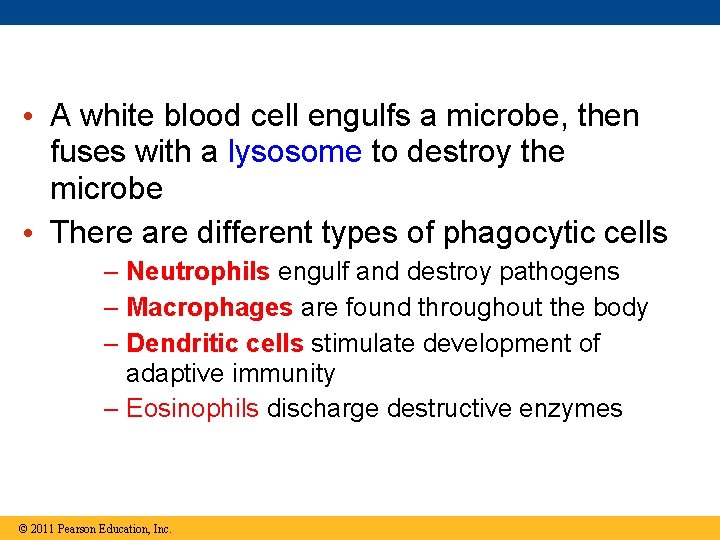  • A white blood cell engulfs a microbe, then fuses with a lysosome