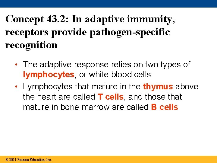 Concept 43. 2: In adaptive immunity, receptors provide pathogen-specific recognition • The adaptive response