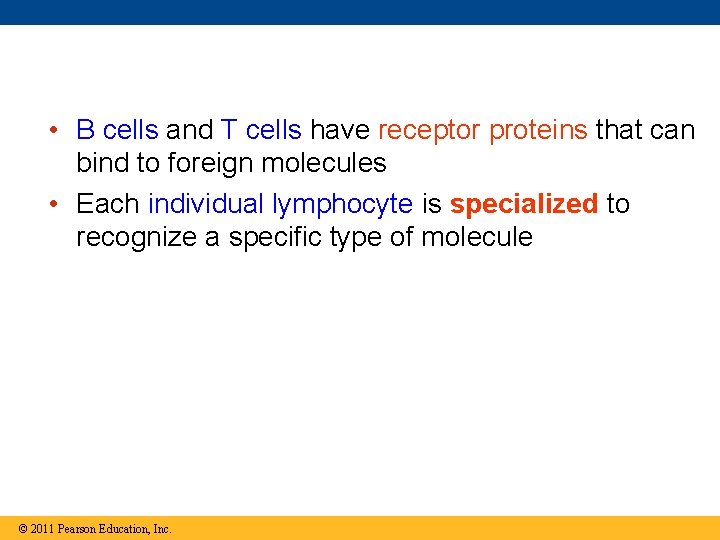  • B cells and T cells have receptor proteins that can bind to