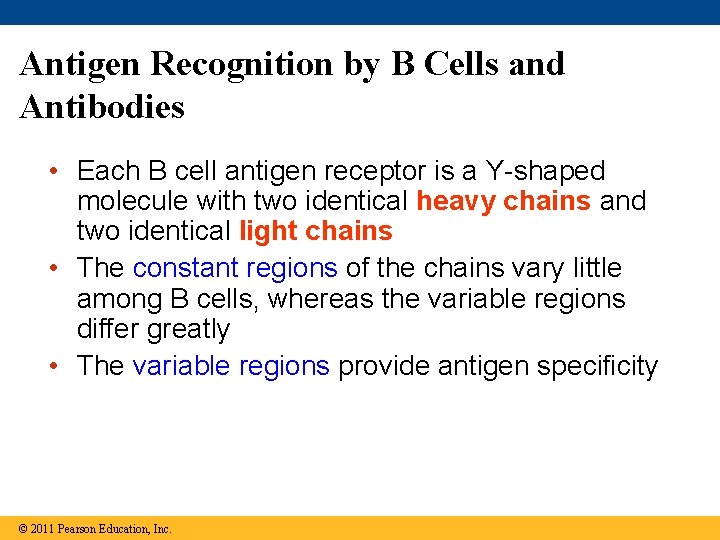 Antigen Recognition by B Cells and Antibodies • Each B cell antigen receptor is