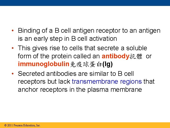  • Binding of a B cell antigen receptor to an antigen is an