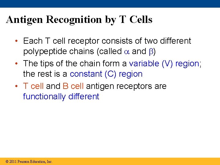 Antigen Recognition by T Cells • Each T cell receptor consists of two different