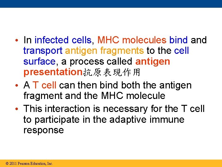  • In infected cells, MHC molecules bind and transport antigen fragments to the