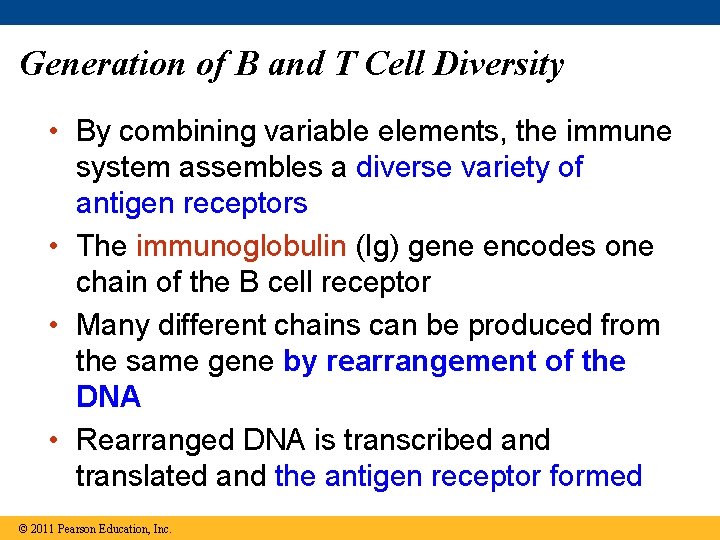 Generation of B and T Cell Diversity • By combining variable elements, the immune