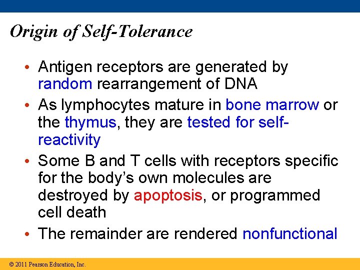 Origin of Self-Tolerance • Antigen receptors are generated by random rearrangement of DNA •