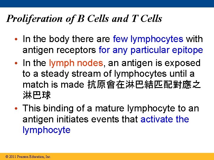 Proliferation of B Cells and T Cells • In the body there are few