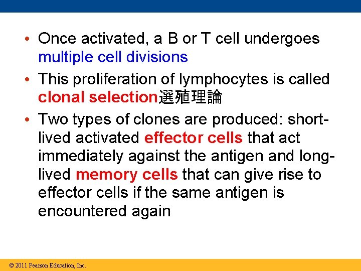  • Once activated, a B or T cell undergoes multiple cell divisions •
