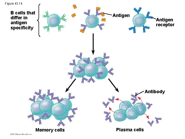 Figure 43. 14 B cells that differ in antigen specificity Antigen receptor Antibody Memory