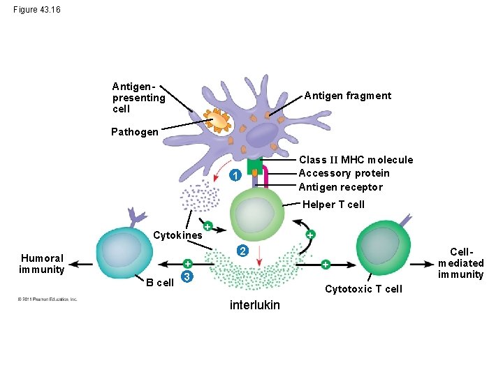 Figure 43. 16 Antigenpresenting cell Antigen fragment Pathogen Class II MHC molecule Accessory protein