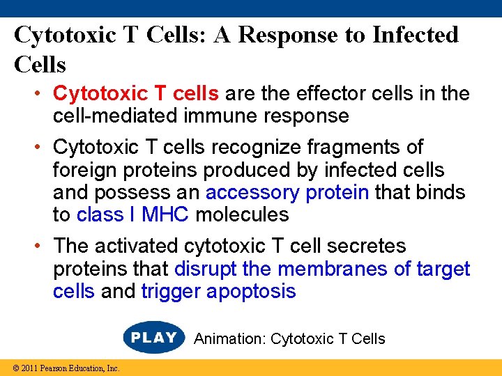 Cytotoxic T Cells: A Response to Infected Cells • Cytotoxic T cells are the