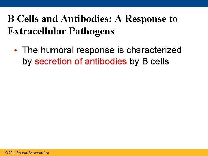 B Cells and Antibodies: A Response to Extracellular Pathogens • The humoral response is