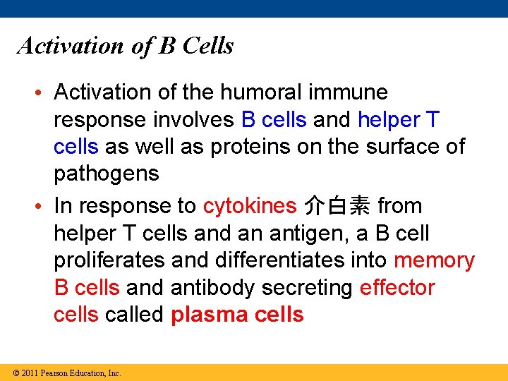 Activation of B Cells • Activation of the humoral immune response involves B cells