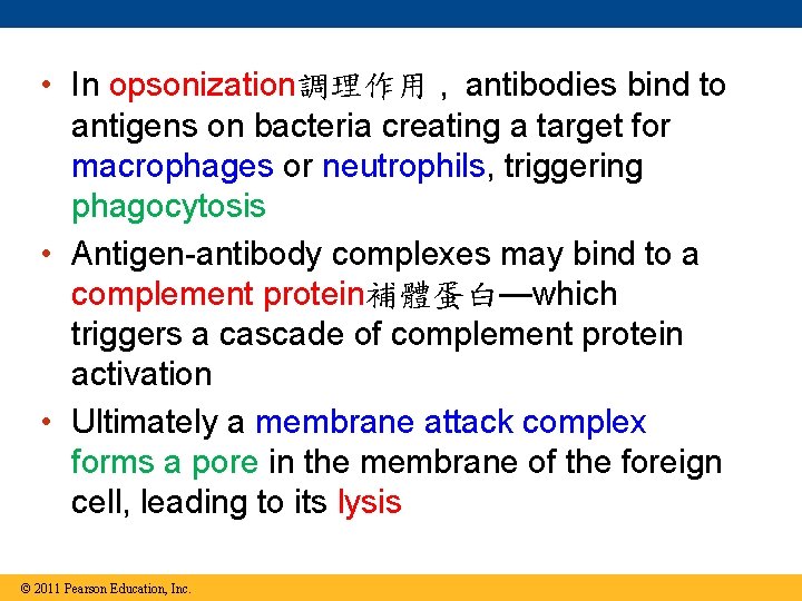  • In opsonization調理作用 , antibodies bind to antigens on bacteria creating a target