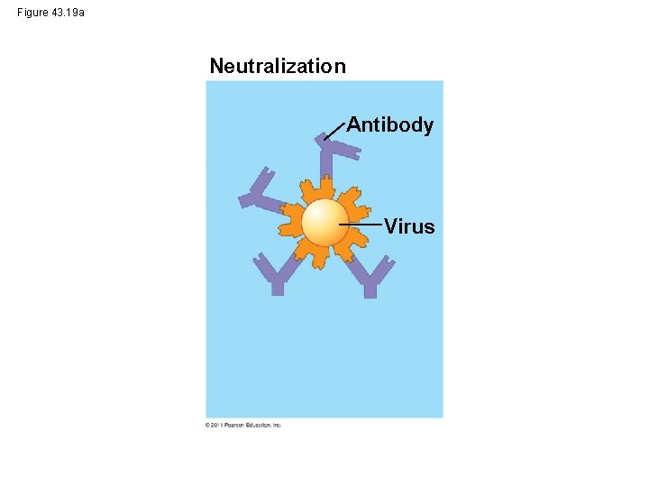 Figure 43. 19 a Neutralization Antibody Virus 