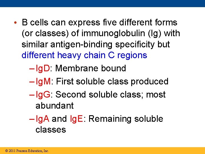  • B cells can express five different forms (or classes) of immunoglobulin (Ig)