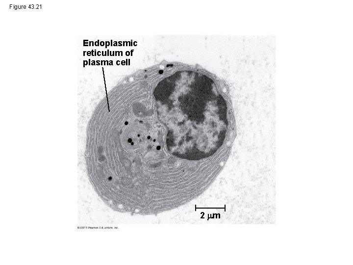 Figure 43. 21 Endoplasmic reticulum of plasma cell 2 m 