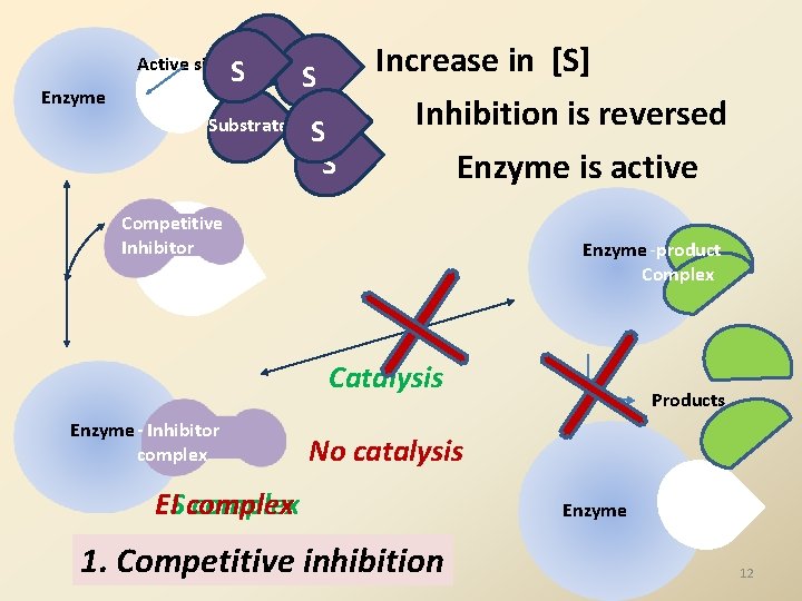 Active site Enzyme Substrate S S S Increase in [S] Inhibition is reversed Enzyme