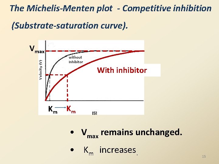 The Michelis-Menten plot - Competitive inhibition (Substrate-saturation curve). Vmax With inhibitor Km Km •
