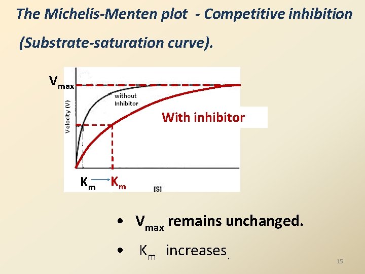 The Michelis-Menten plot - Competitive inhibition (Substrate-saturation curve). Vmax With inhibitor Km Km • The Michelis-Menten plot - Competitive inhibition (Substrate-saturation curve). Vmax With inhibitor Km Km •