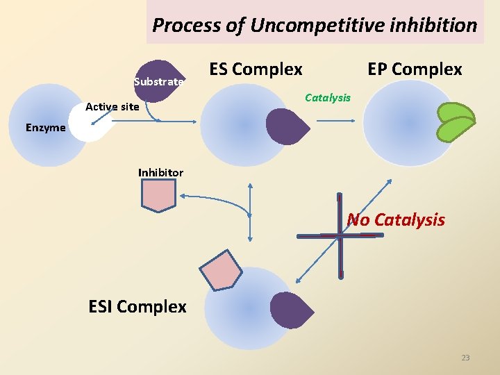 Process of Uncompetitive inhibition Substrate Active site ES Complex EP Complex Catalysis Enzyme Inhibitor