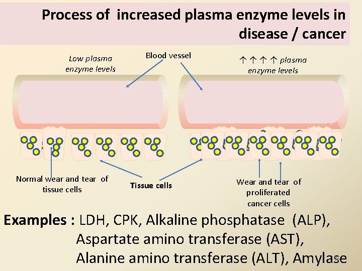 Process of increased plasma enzyme levels in disease / cancer Low plasma enzyme levels