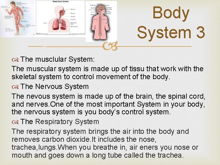  Body System 3 The musclular System: The muscular system is made up of