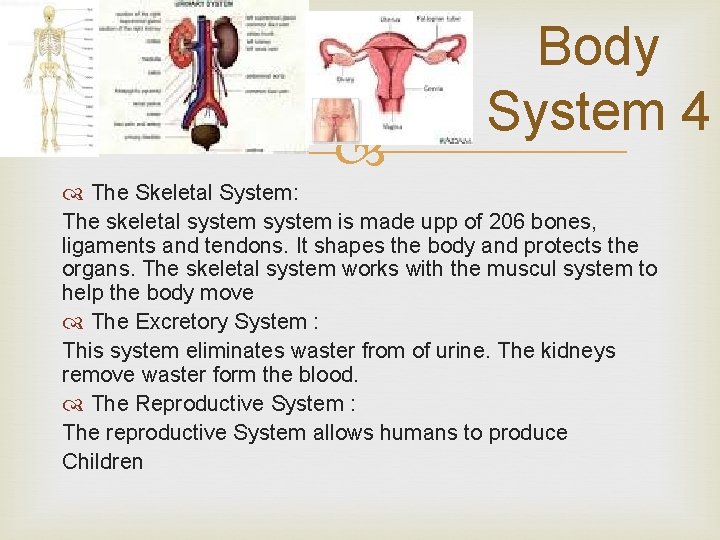  Body System 4 The Skeletal System: The skeletal system is made upp of