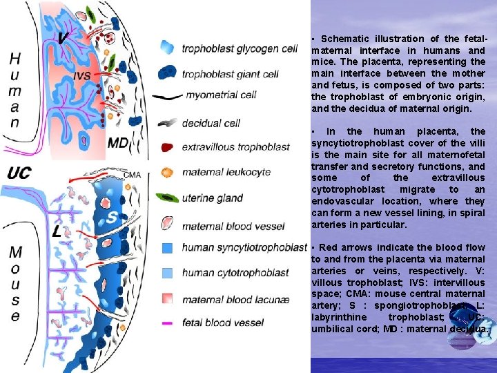  • Schematic illustration of the fetalmaternal interface in humans and mice. The placenta,