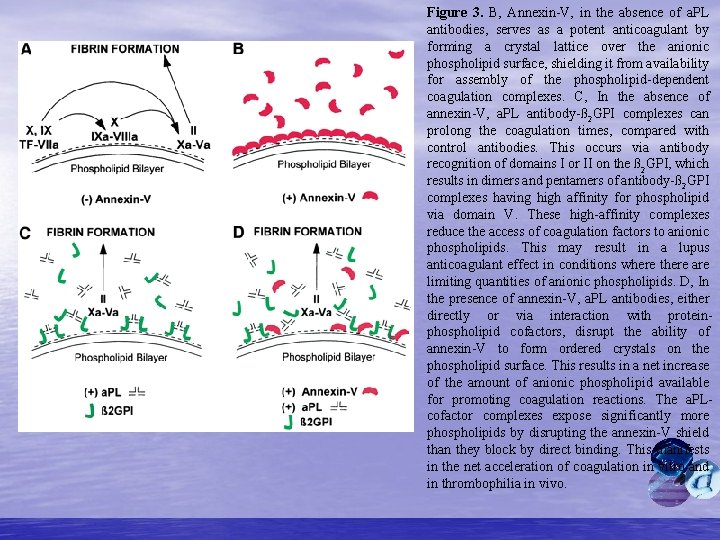 Figure 3. B, Annexin-V, in the absence of a. PL antibodies, serves as a