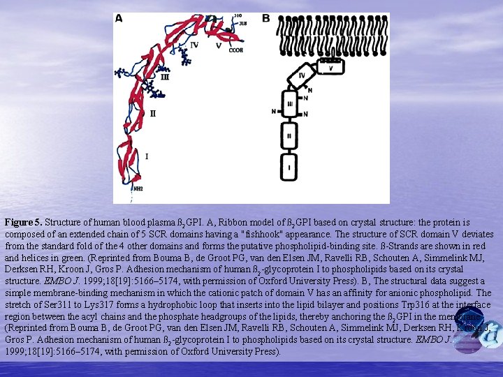 Figure 5. Structure of human blood plasma ß 2 GPI. A, Ribbon model of