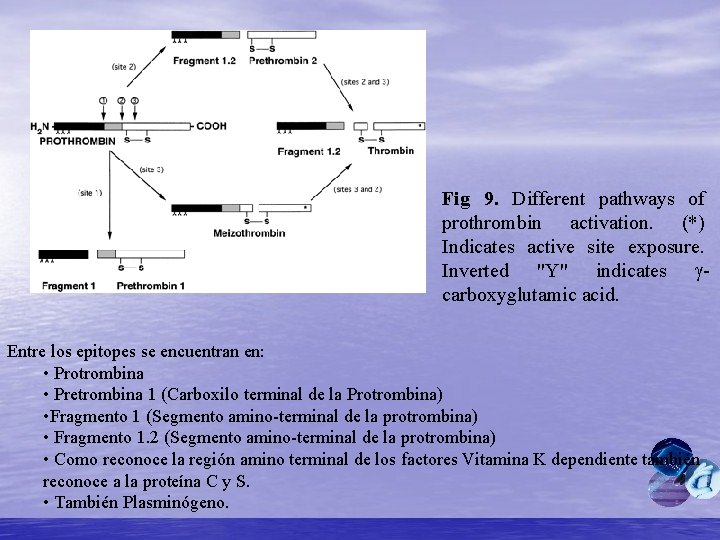 Fig 9. Different pathways of prothrombin activation. (*) Indicates active site exposure. Inverted "Y"