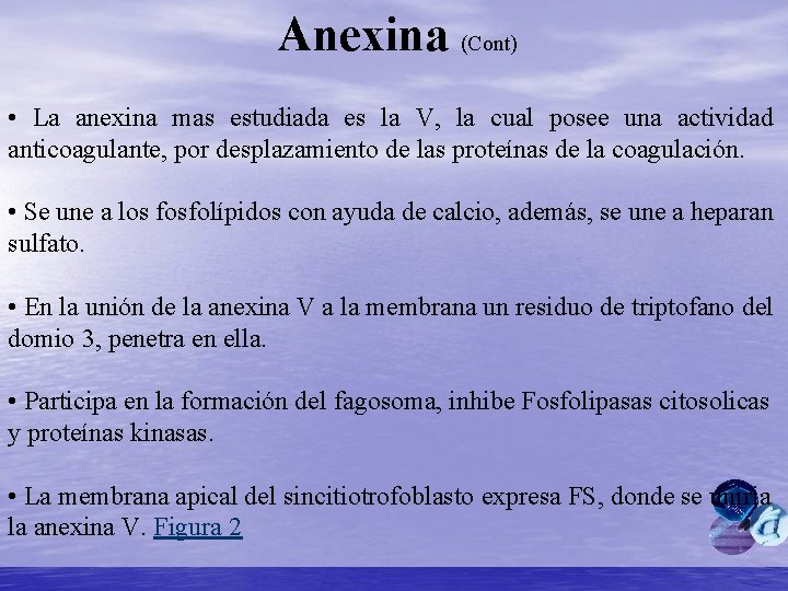 Anexina (Cont) • La anexina mas estudiada es la V, la cual posee una