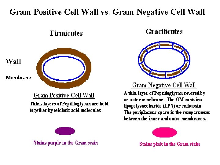 Gram Positive Cell Wall vs. Gram Negative Cell Wall Membrane 