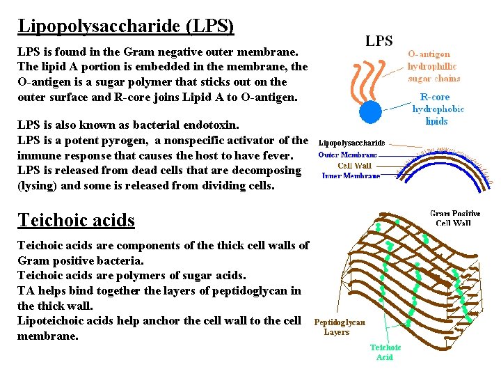 Lipopolysaccharide (LPS) LPS is found in the Gram negative outer membrane. The lipid A