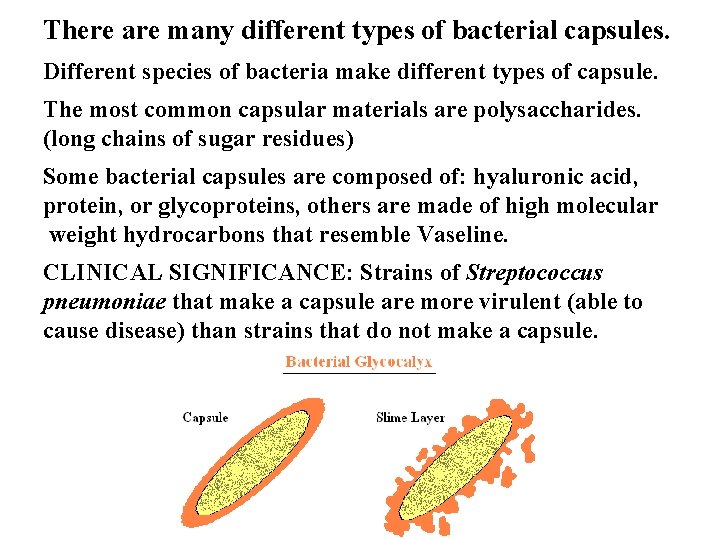 There are many different types of bacterial capsules. Different species of bacteria make different