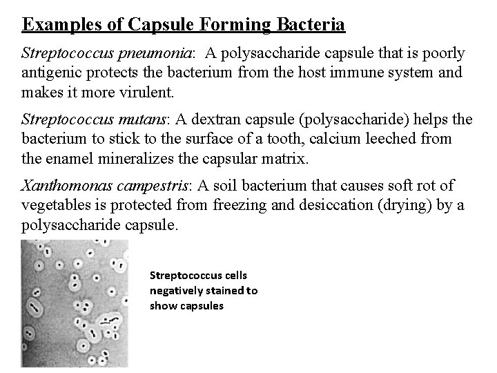 Examples of Capsule Forming Bacteria Streptococcus pneumonia: A polysaccharide capsule that is poorly antigenic