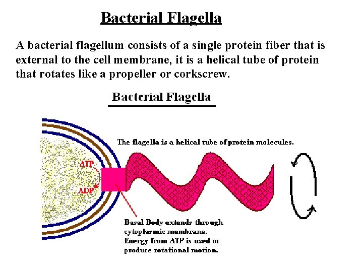  Bacterial Flagella A bacterial flagellum consists of a single protein fiber that is