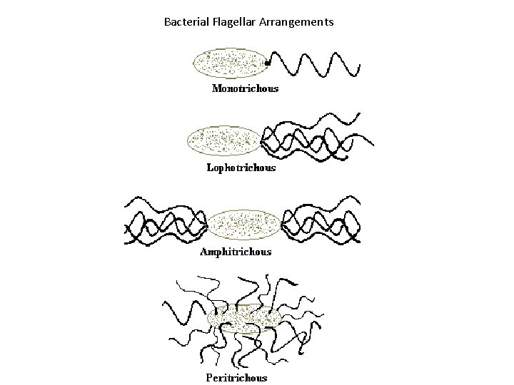 Bacterial Flagellar Arrangements 