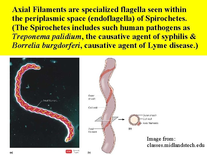  Axial Filaments are specialized flagella seen within the periplasmic space (endoflagella) of Spirochetes.