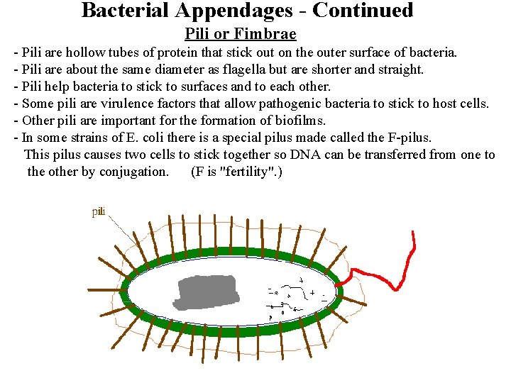 Bacterial Appendages - Continued Pili or Fimbrae - Pili are hollow tubes of protein