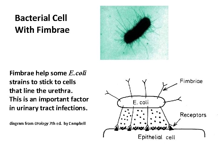 Bacterial Cell With Fimbrae help some E. coli strains to stick to cells that