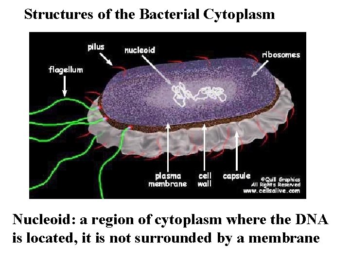 Structures of the Bacterial Cytoplasm Nucleoid: a region of cytoplasm where the DNA is